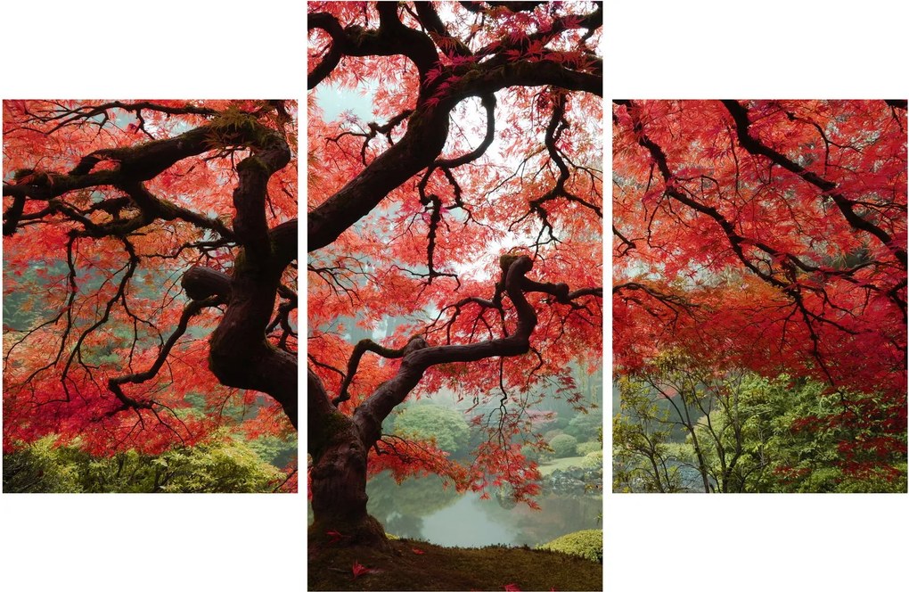 Red Japanese Maple, Portland, Oregon képe (90x60 cm)