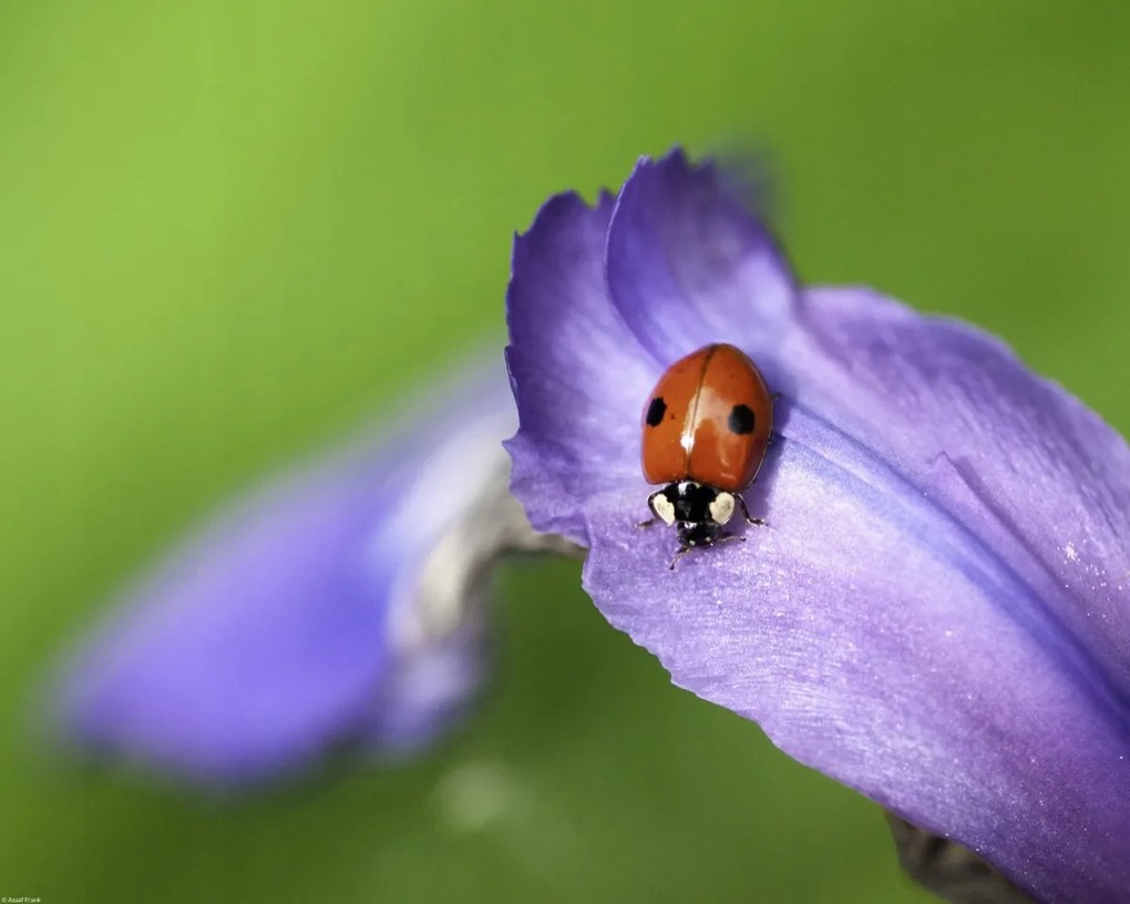 Poszter 50x40cm Katicabogár, Assaf Frank