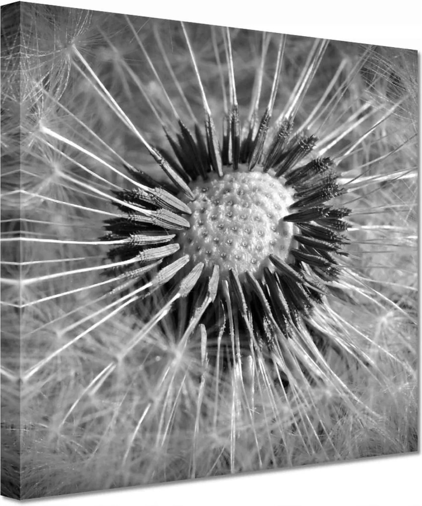 Vászonkép 60x60 Pitypang Virág Virágok