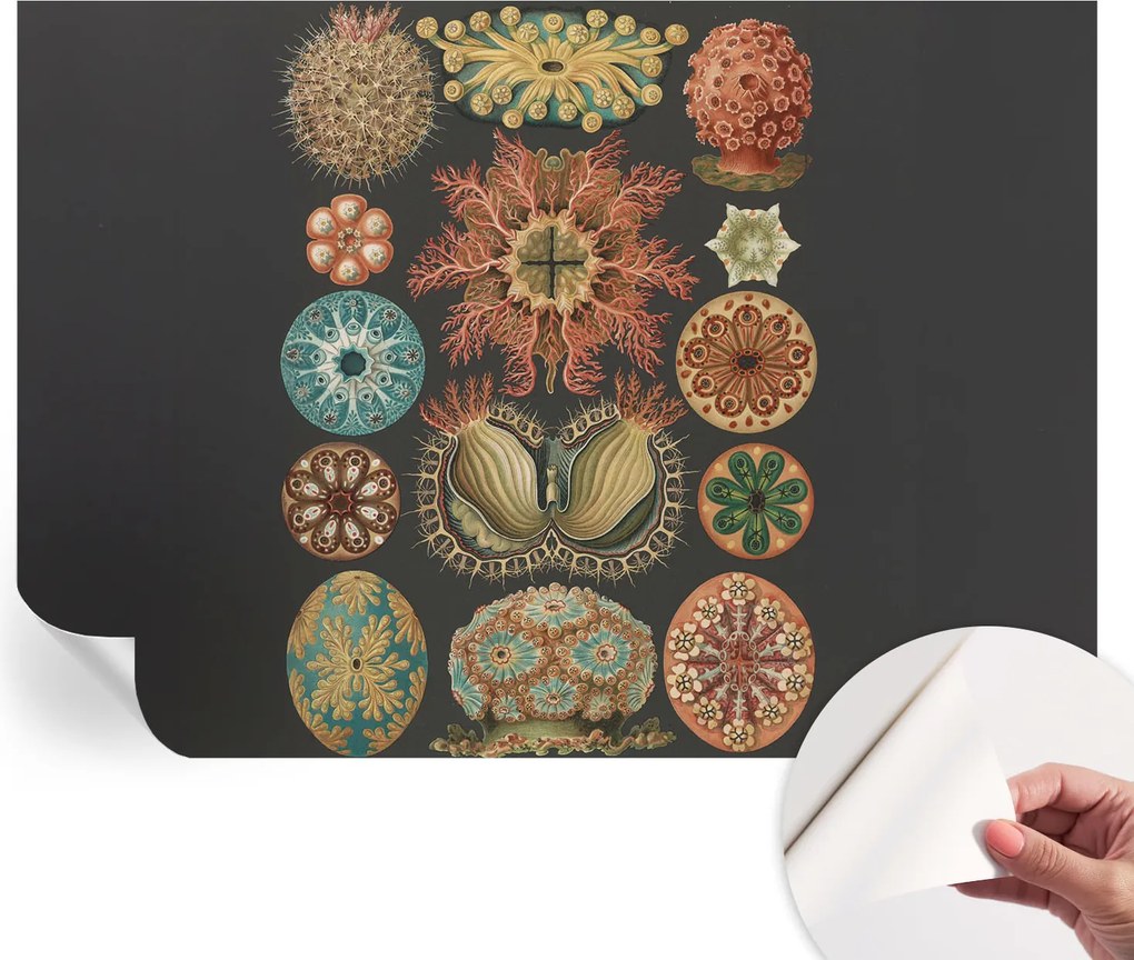 Dekoratív Öntapadós Tapéta Divatos Tengeri Minták Inspirációk 208x146 cm