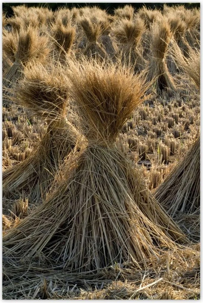 Poszterek 60x90 Csipkebogyó