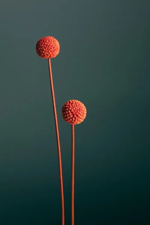 Fotográfia Orange Seed Capsules, Studio Collection