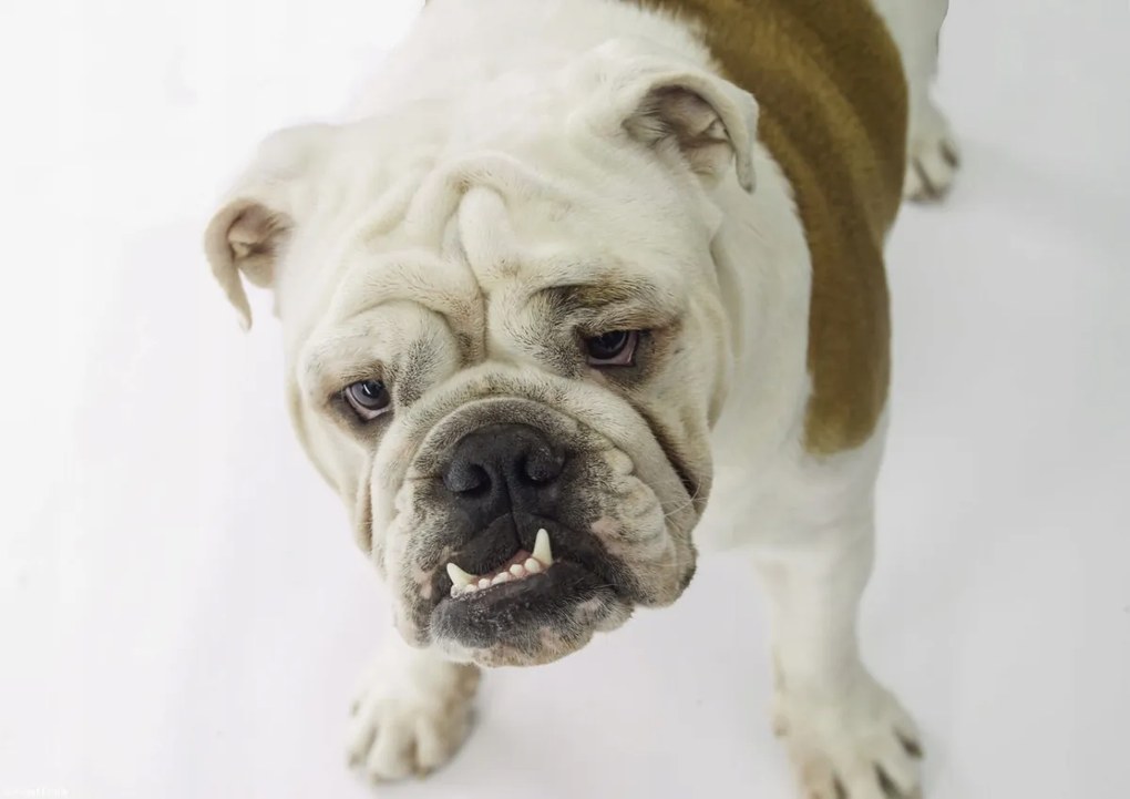 Poszter 29,7x21cm Brit bulldog, fehér alapon, Assaf Frank