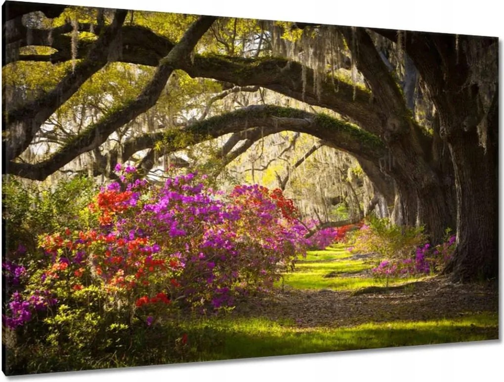 Festmények 120x80 Tölgyfa sikátor