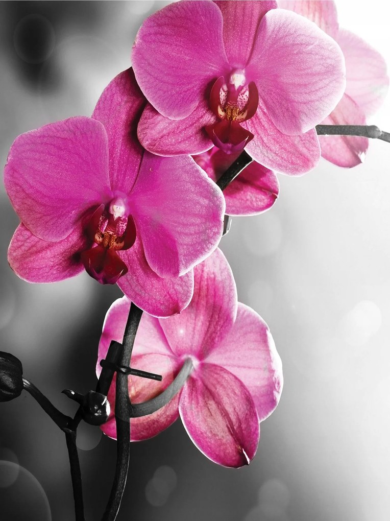 Flizelin fotótapéta Rózsaszín Orchidea Makro Virágok Elegancia 206x275 +ragasztó