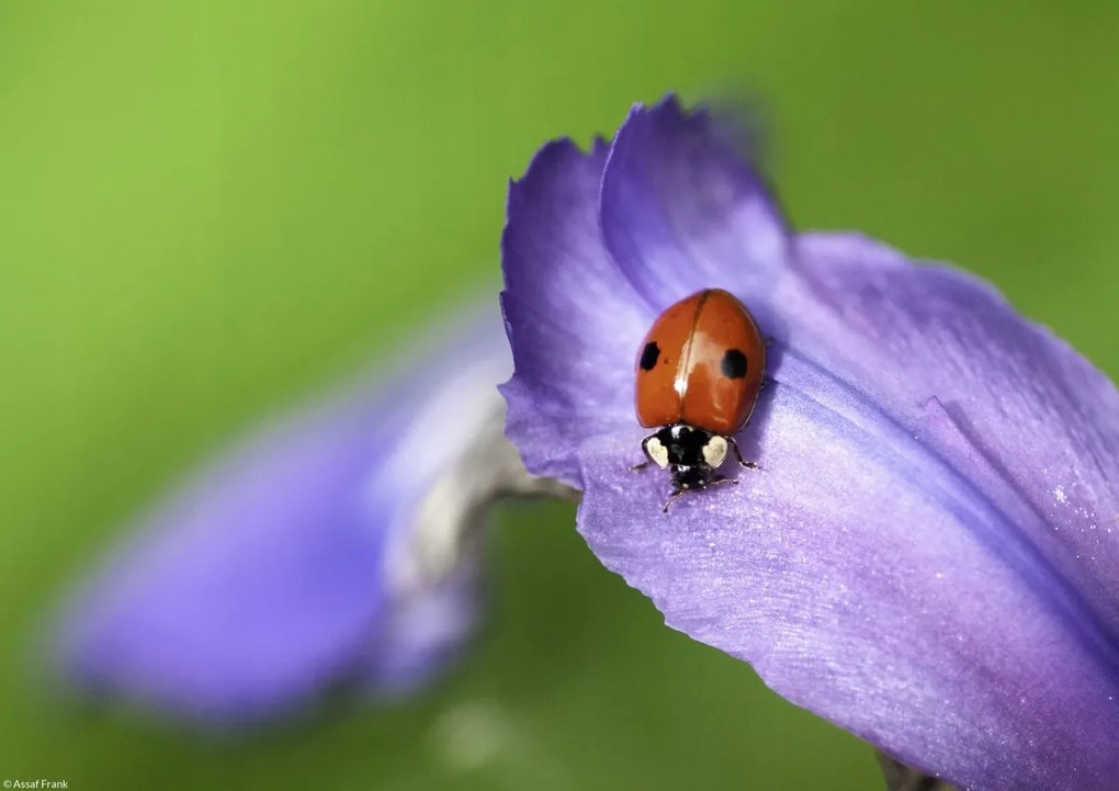Poszter 29,7x21cm Katicabogár, Assaf Frank
