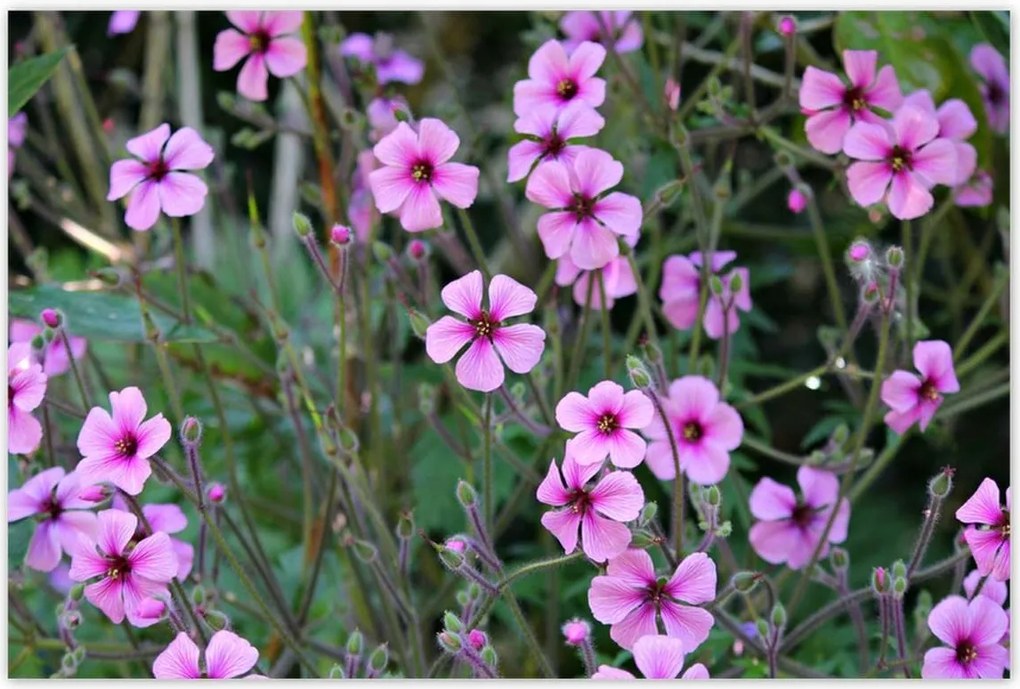 Poszterek 120x80 Lila virágok