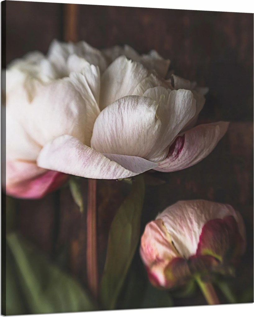 Vászonkép Fehér Virág Természet Vintage Retro 80x100