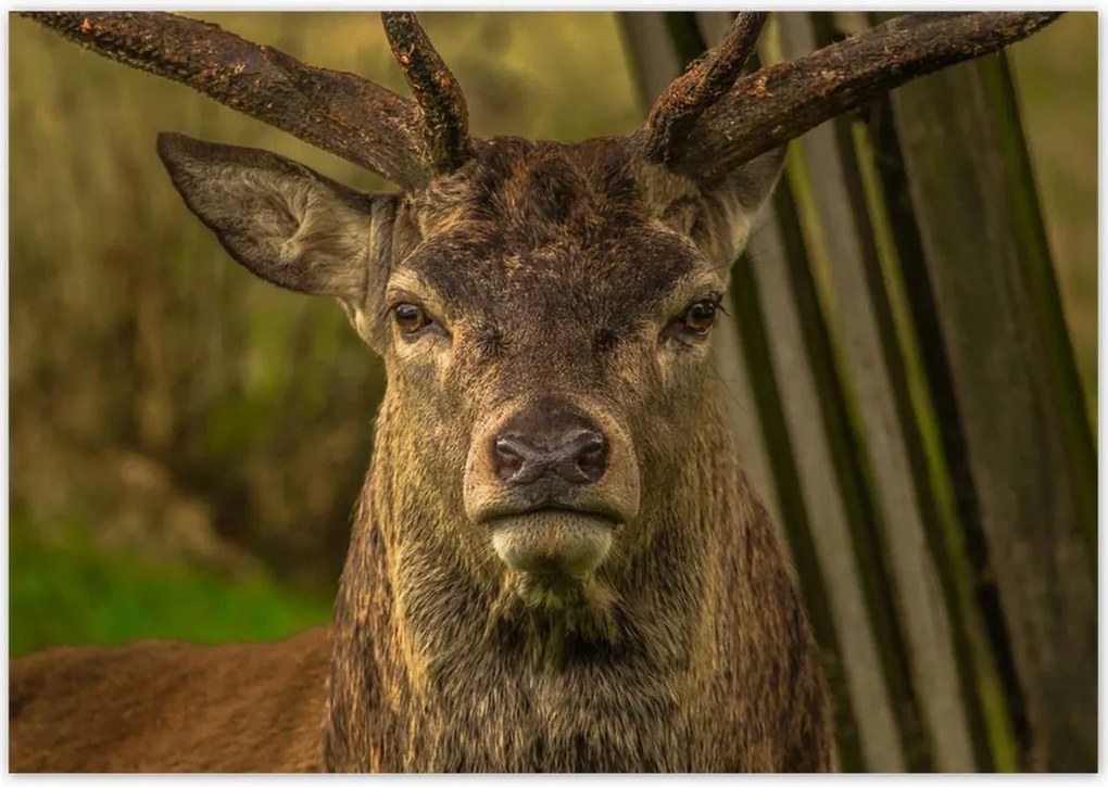 Poszterek 100x70 Szarvas tekintet