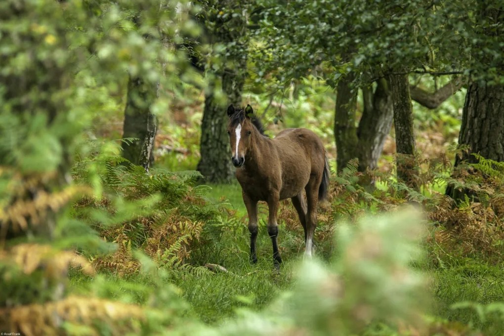 Poszter 45x30cm Vad ló, Assaf Frank