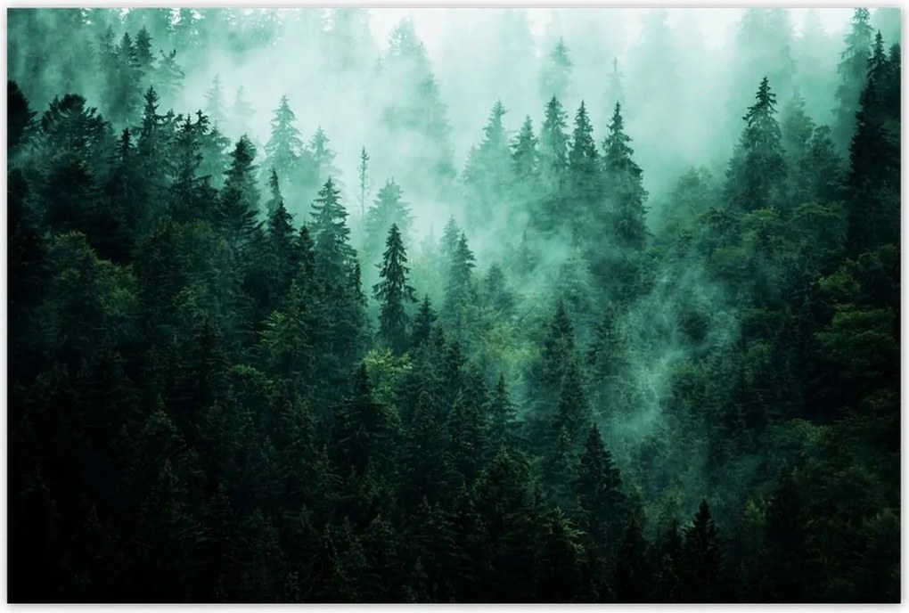 Fotótapéták 120x80 Erdő Köd Tájkép Utazás