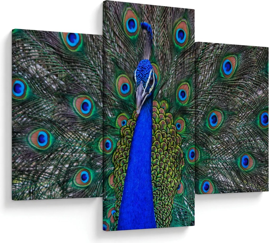 Kép - Páva (90x60 cm)