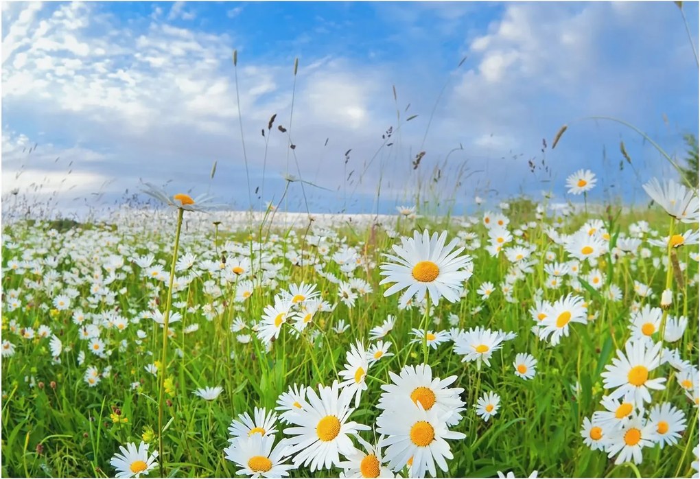 Fotótapéta Dekoratív Fali Tapéta Képekkel Nyári rét 152x104