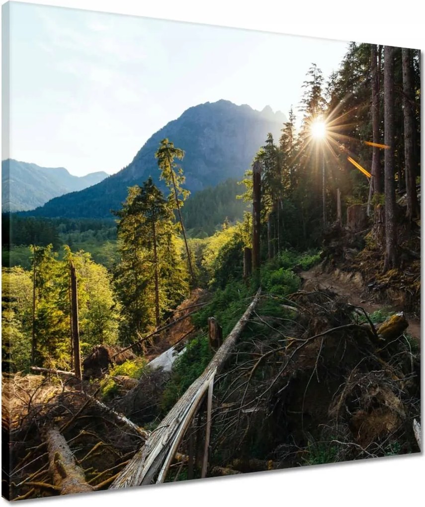 Vászonkép 50x50 Hegyek Napfény Erdő Ösvény