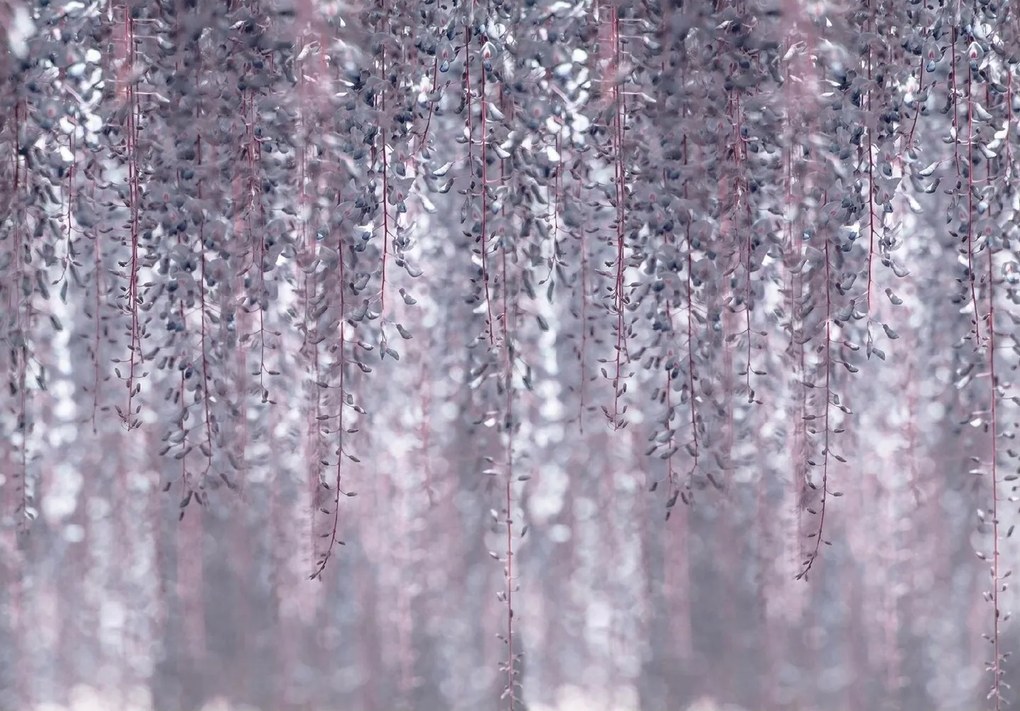 Fotótapéta Levelek Visztérium Beton Természet Fali Tapéta 368x254