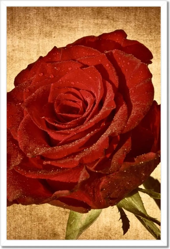 Poszterek keretben 40x60 Rózsa szépia háttérrel