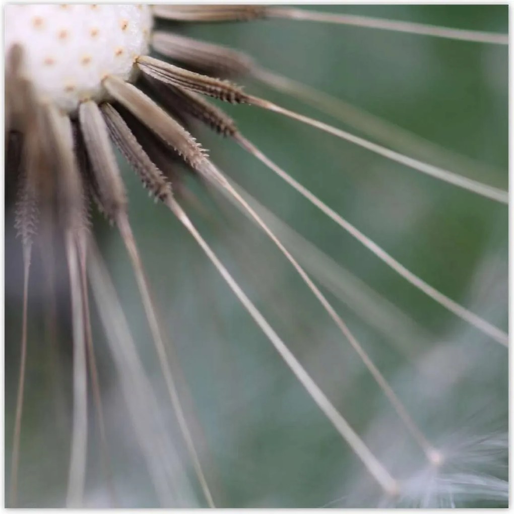 Poszterek 100x100 Pitypang Virág Virágok