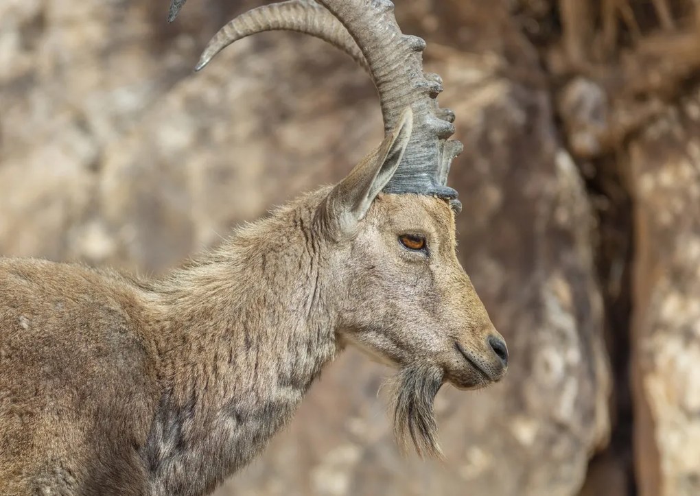 Poszter 84x59,5cm Nubiana Ibex 6, Assaf Frank