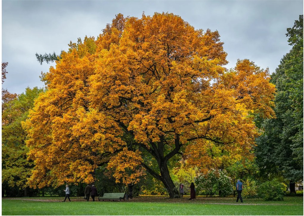 Fa képe (70x50 cm)