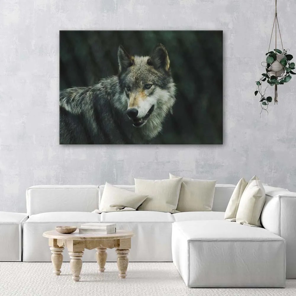 Gario Vászonkép Szürke farkas Méret: 90 x 60 cm