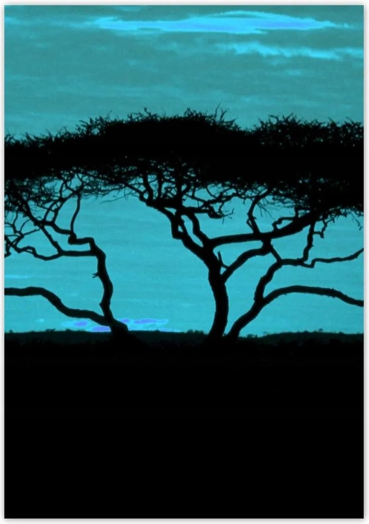 Poszterek 70x100 Akác a szavannán