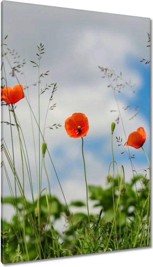 Vászonkép 80x120 Vörös mezei pipacs