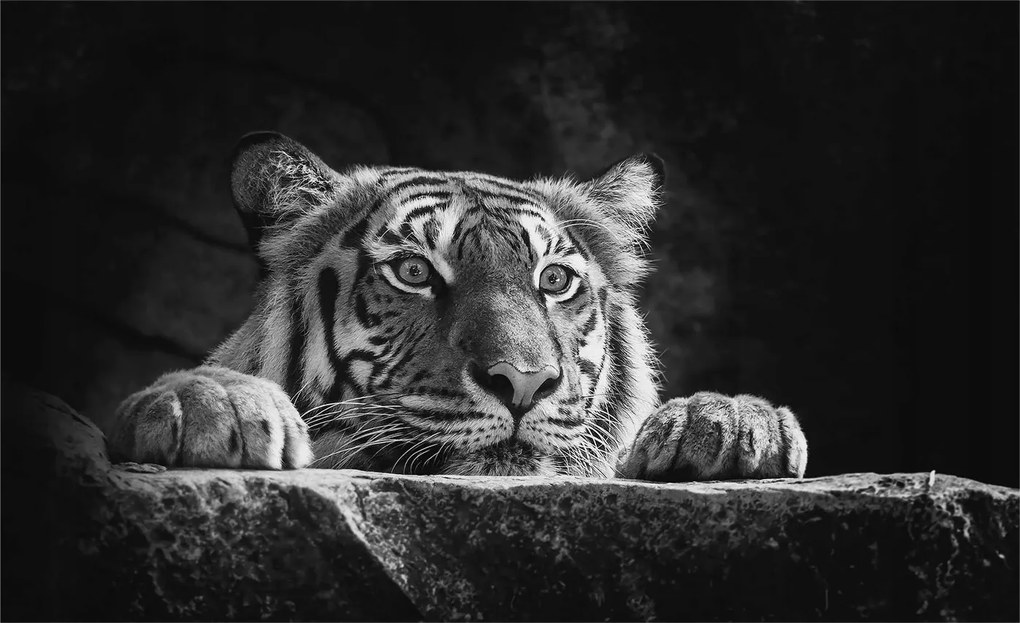 Fali fotótapéta Flizelin az étkezőbe Ragadozó tekintet 416x254