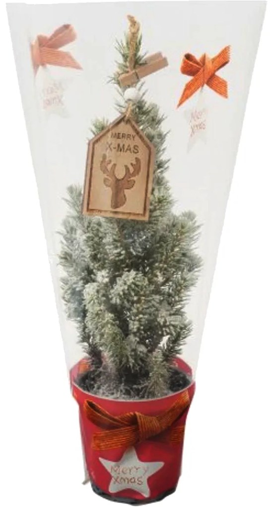 CUKORSÜVEG FENYŐ CS:9 CM PICEA GLAUCA