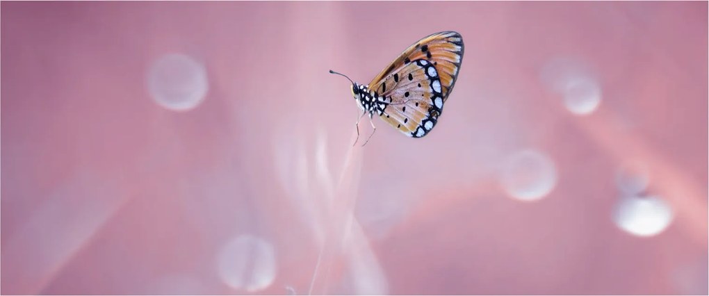 Kép - Pillangó (120x50 cm)