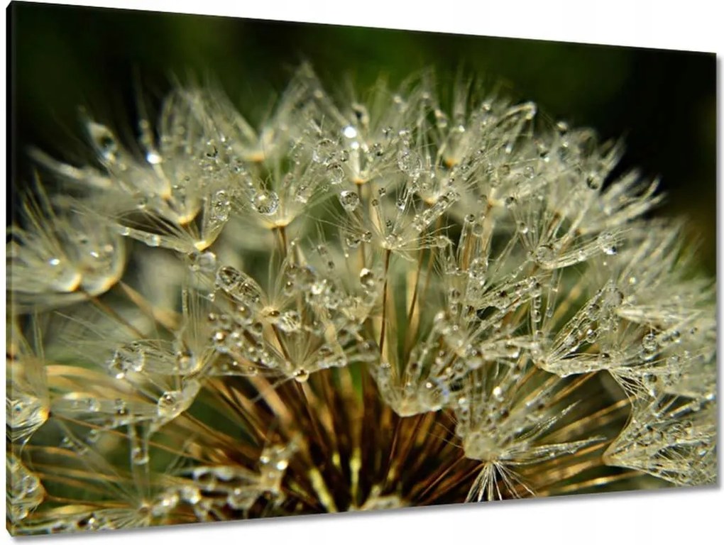 Vászonkép 120x80 Pitypang Virág Virágok