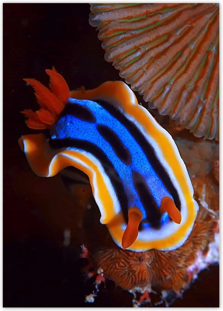 Poszterek 50x70 Halak a vízi ökoszisztémában