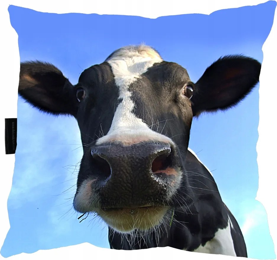 Tehén Párna 40x40 Ajándék