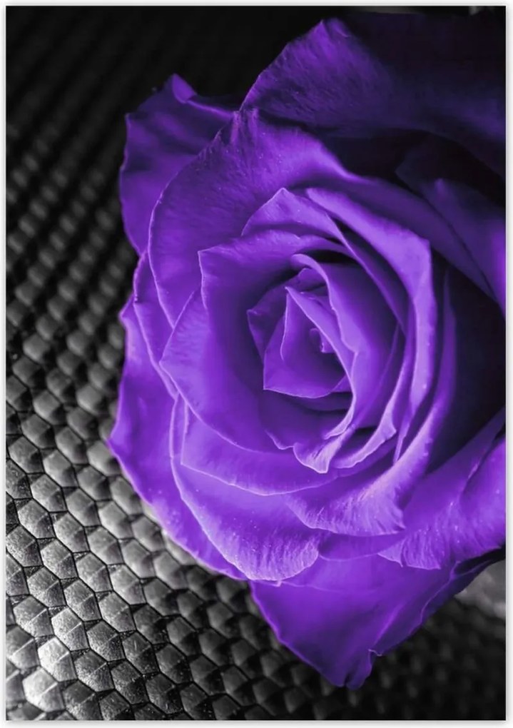 Poszterek 70x100 Lila rózsa