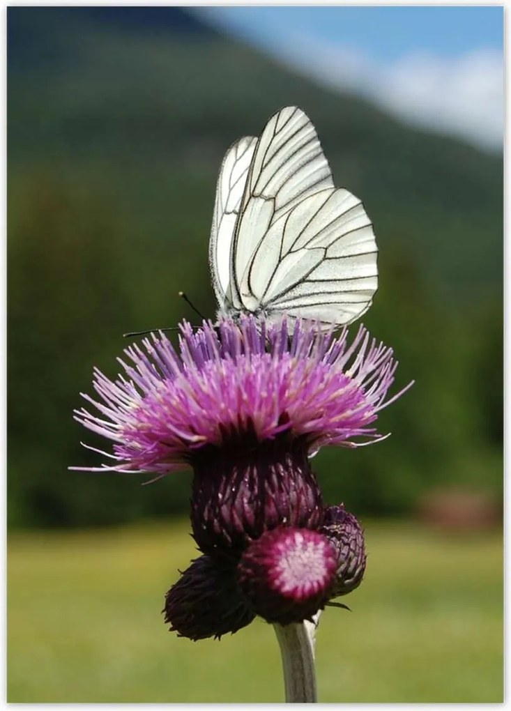 Poszterek 40x50 Fehér káposzta