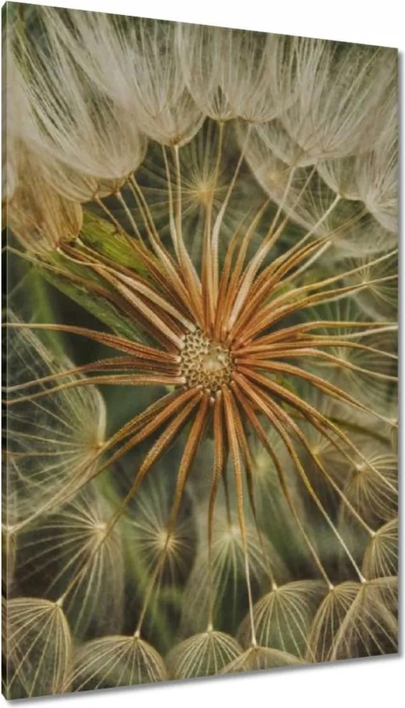 Vászonkép 80x120 Pitypang Virág Virágok