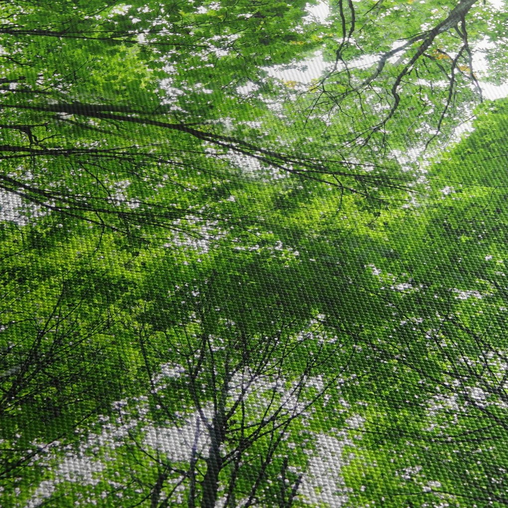 Kép - Kilátás a fák tetejére (120x50 cm)
