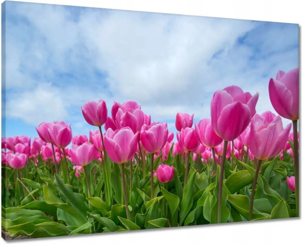 Vászonkép 70x50 Tulipánok Virágok