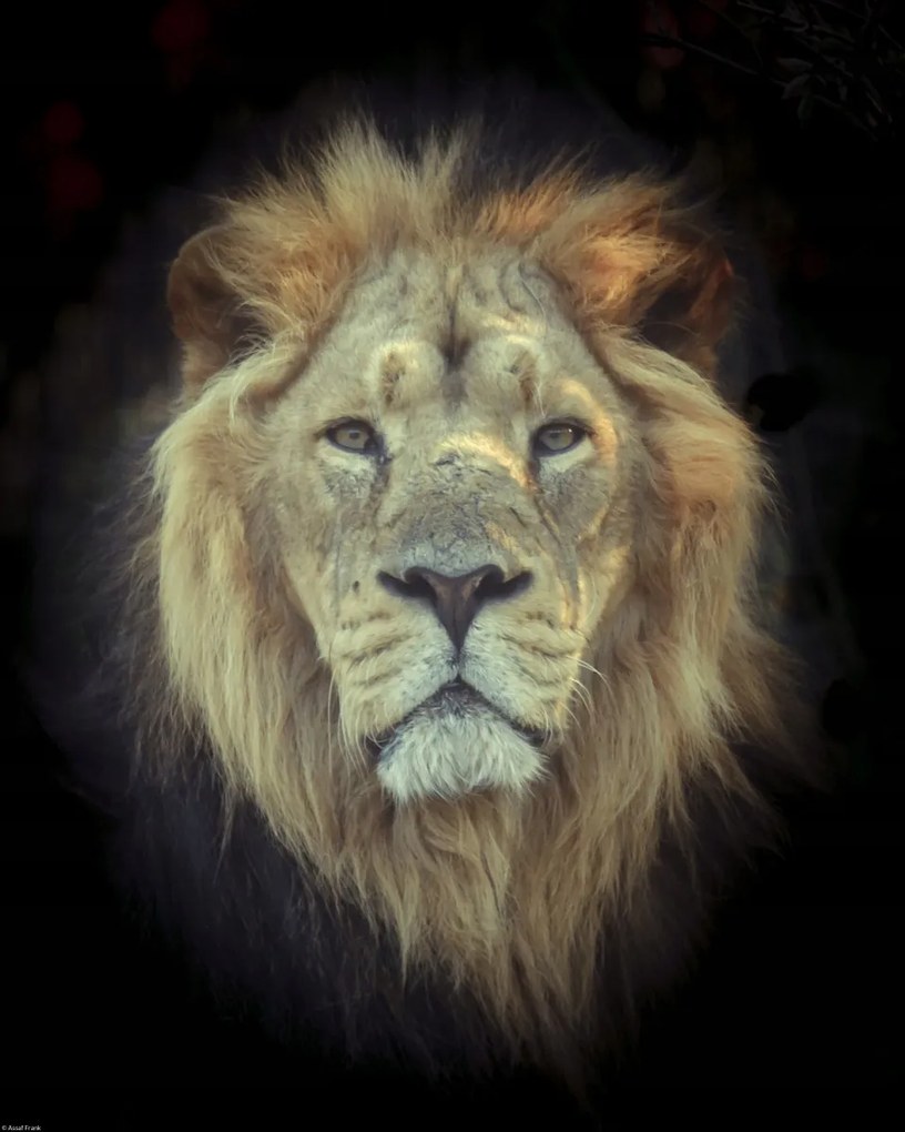 Poszter 40x50cm Oroszlánfej, Assaf Frank