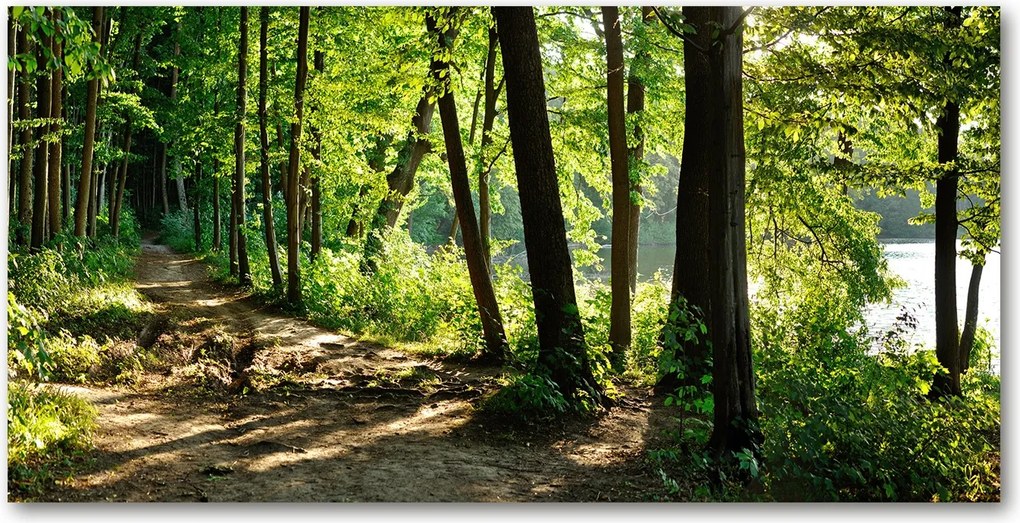 Fotótapéta üvegfalra Ösvény a réten 140x70