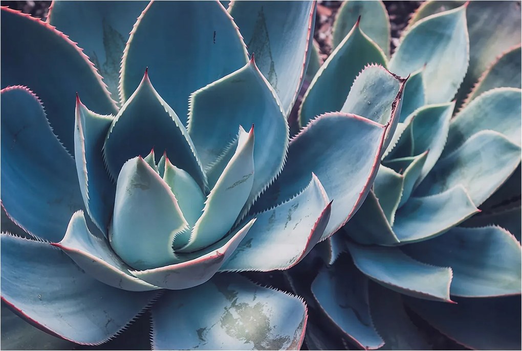 Fotótapéta Flizelina Nappali és Hálószoba Irodába Zöld aloe vera 104x70 Ragasztó