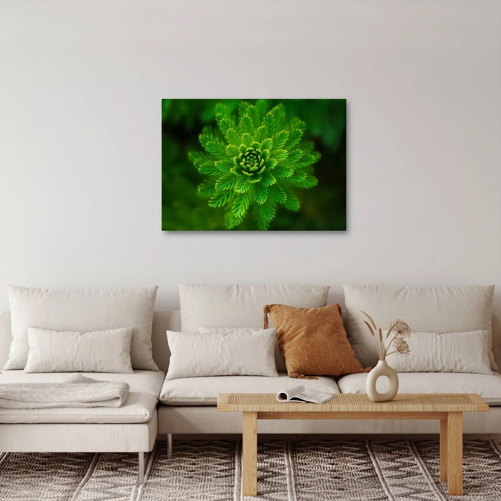Tűlevelű képé (70x50 cm)