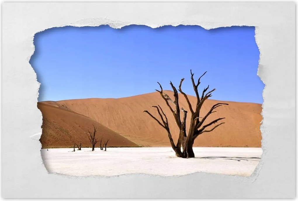 Poszterek 60x40 Fa a sivatagban
