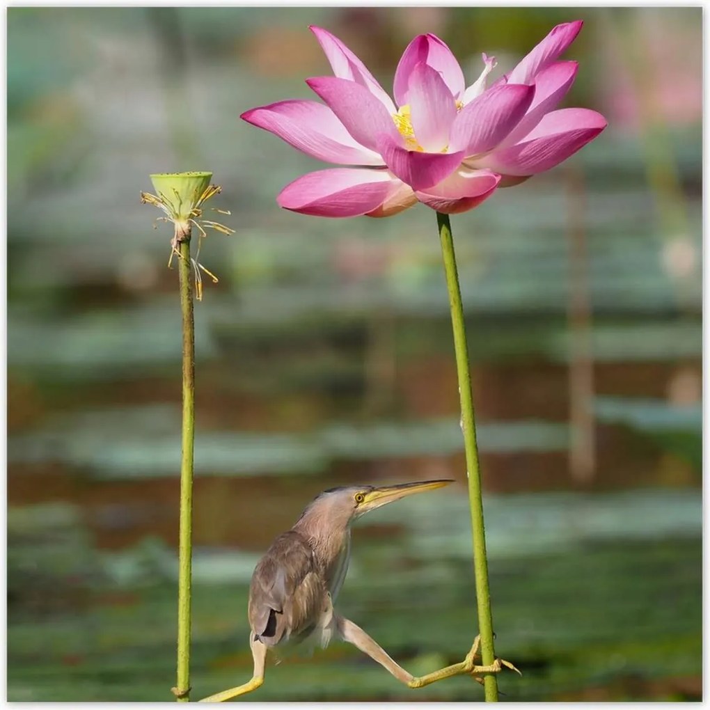 Poszterek 100x100 Kalapos madár Tájkép Kilátás