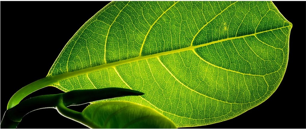 Kép - zöld levél (120x50 cm)