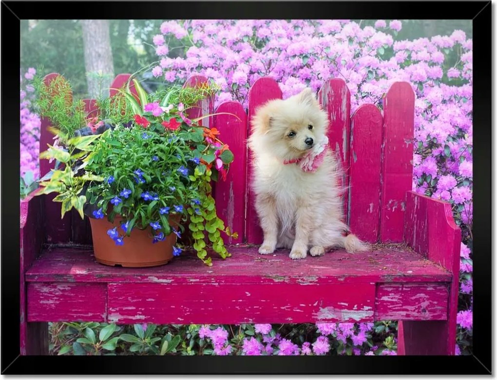 Poszterek keretben 40x30 Kutya Kutyák