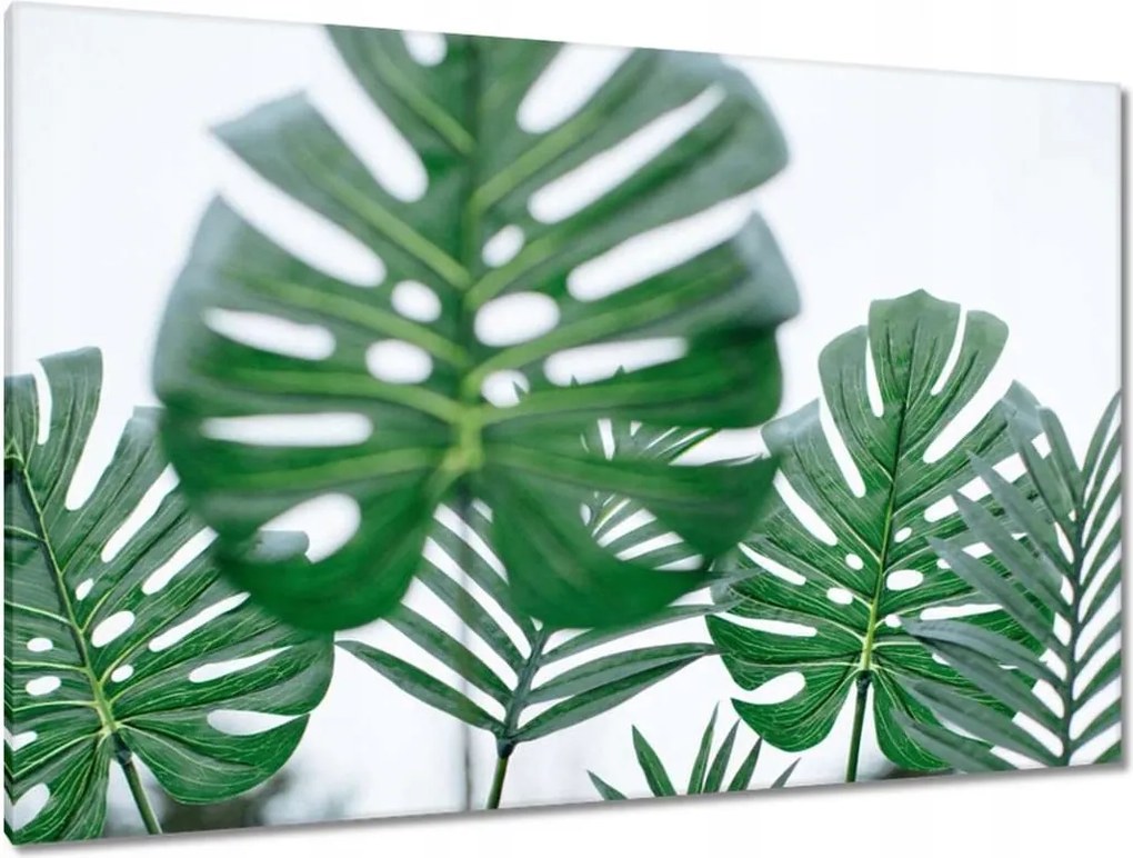 Vászonkép 120x80 Mosnter levelei lyukas