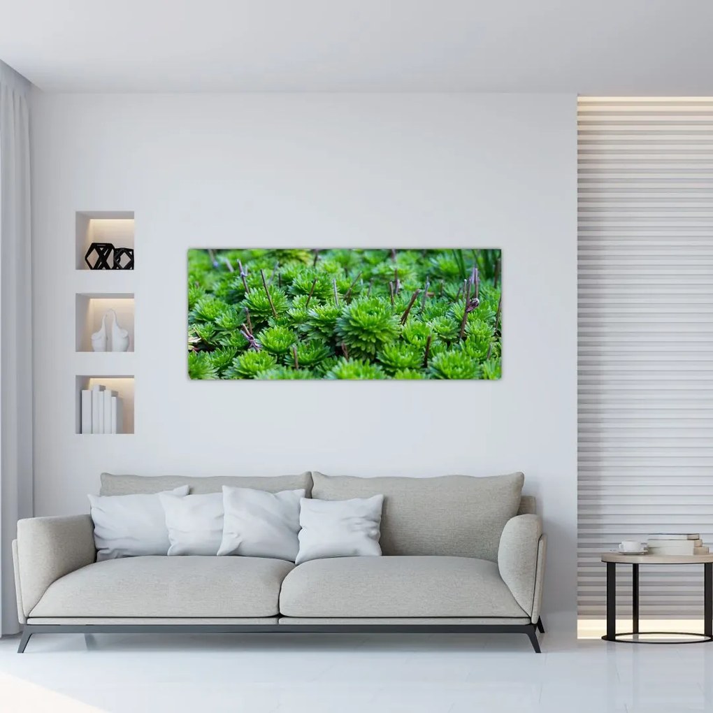 A pozsgás növények képe (120x50 cm)