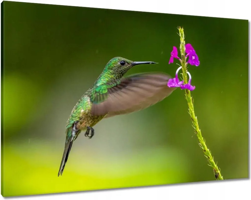 Vászonkép 100x70 Madarak