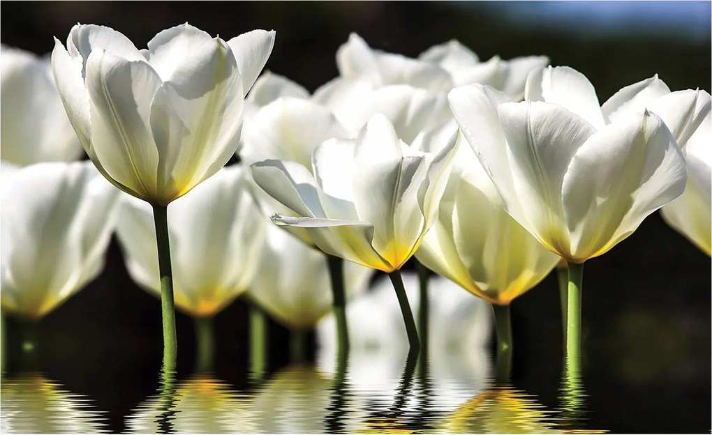 Fotótapéta Fehér tulipánok finomság harmónia nyugalom 368x254 +ragasztó
