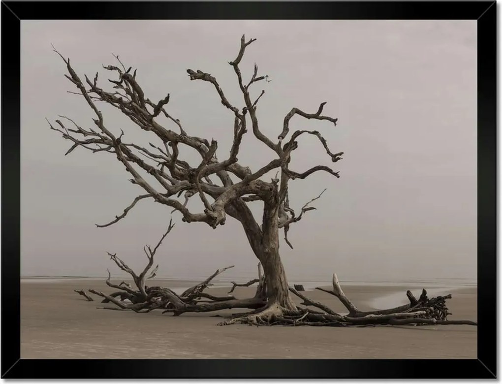 Poszterek keretben 40x30 Fa Kilátás